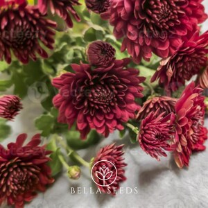 May include: A bouquet of deep red chrysanthemums with green leaves. The flowers are in full bloom and have a velvety texture.