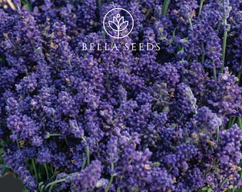 Elegance Purple Lavender Seeds (Lavandula angustifolia) | First-Year Flowering | Hardy Perennial | Deep Purple Fragrant Blooms | 25 Seeds