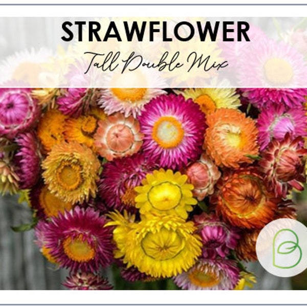 Strawflower Helichrysum - Tall Double Mix, 25 seeds