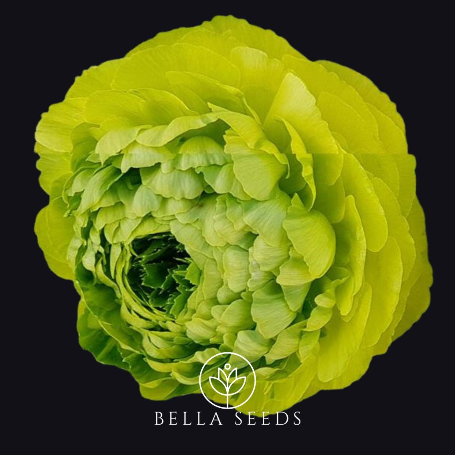 Clone Ranunculus Clone Jean Ranunculus Corms: Green Persian Buttercups No. 1 - Etsy