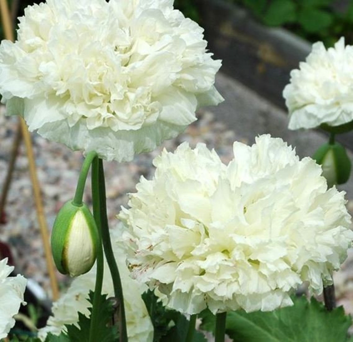 Giant Double Cream Peony Poppy 30 Seeds Etsy