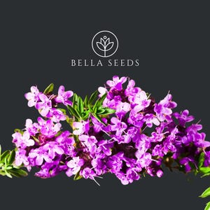 May include: A close-up of a cluster of pink thyme flowers with green leaves. The flowers are in bloom and have a delicate, fragrant aroma. The image is labeled "BELLA SEEDS" with a stylized flower logo.
