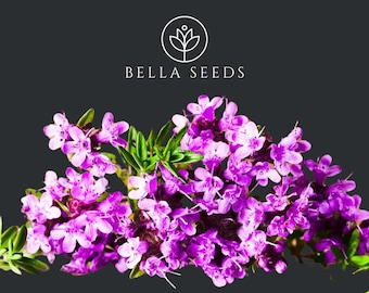 May include: A close-up of a cluster of pink thyme flowers with green leaves. The flowers are in bloom and have a delicate, fragrant aroma. The image is labeled "BELLA SEEDS" with a stylized flower logo.