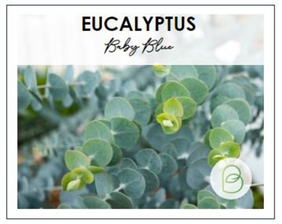 Baby Blue Eucalyptus Seeds, Coated Seeds, Spiral Dwarf Florist Etsy