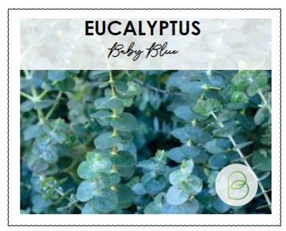 Eucalyptus Nitens - Gommier Brillant, Un Grand Eucalyptus à écorce Décorative