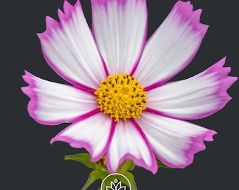 Cosmos Candystripe Seeds 100 Seeds