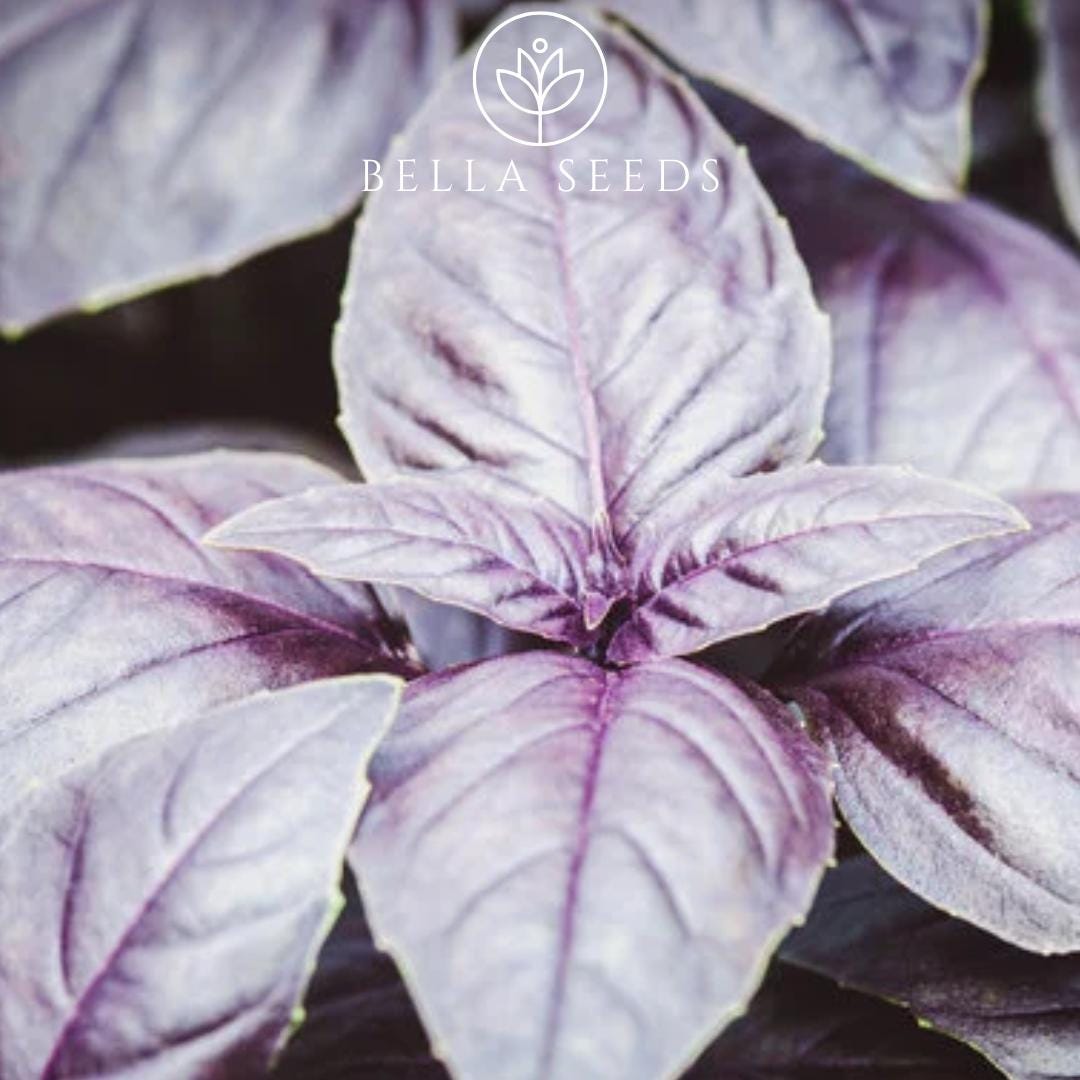 Purple Ruffle Basil Seeds, Heirloom Seeds, Non-gmo, Garden Herb Seeds ...