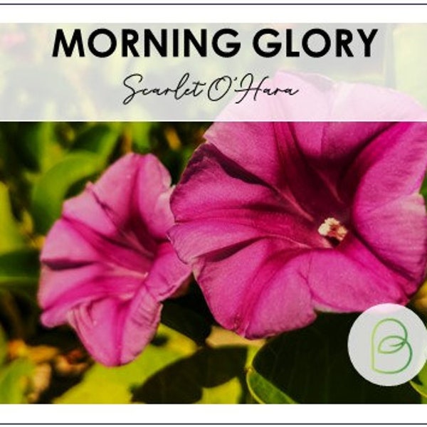 100 Morning Glory, Scarlet O Hara Seeds