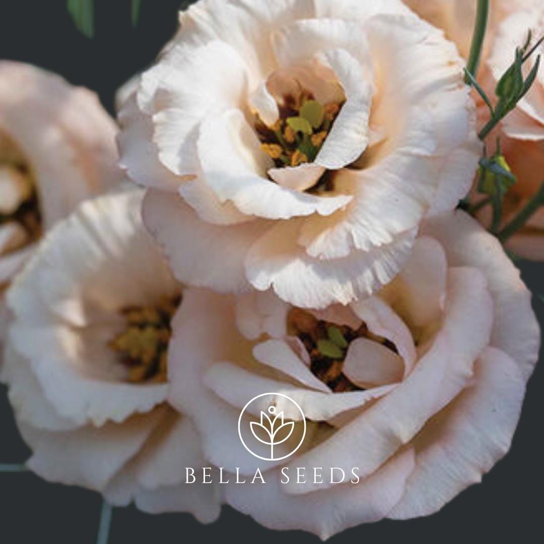 Lisianthus Lisadora Apricot Flower Seeds: Rose-Like Blooms, 10 Pelleted F1 Seeds