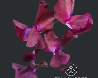 Midnight Sweet Pea Seeds | Deep Maroon & Violet Blooms, Cut Flower Seeds