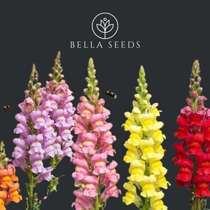 May include: A collection of vibrant snapdragon flowers in shades of orange, light purple, pink, yellow, and red against a dark gray background. The text BELLA SEEDS is centered at the top with a circular floral logo. Two small bees are visible.