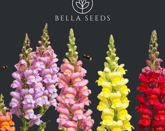 Snapdragon Opus Mix Seeds