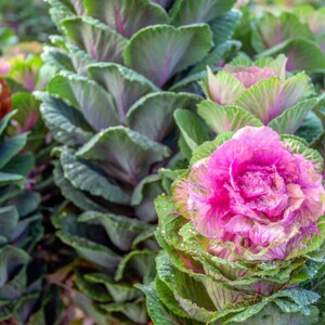 Crane Rose Flowering Ornamental Kale Seeds - Etsy