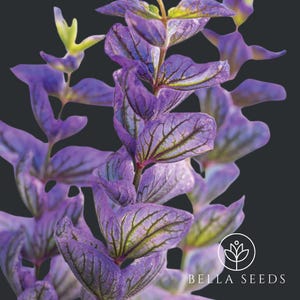 50 Salvia Oxford Blue Seeds, Salvia Plant || Salvia Horminum || Rare Seeds