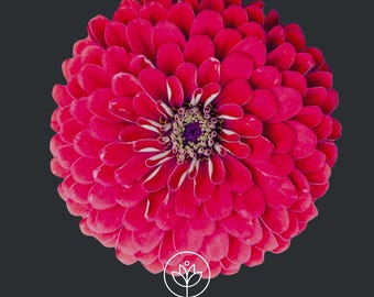 Benary's Giant Wine Zinnia 10 Seeds