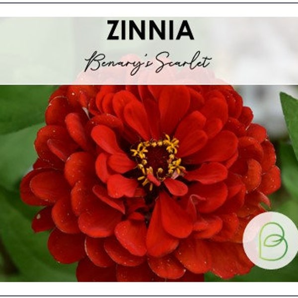 Benarys Giant Scarlet Zinnia 10 seeds, Red Zinnias, Wedding Flowers, Large Blooms, Cut Flower Seeds