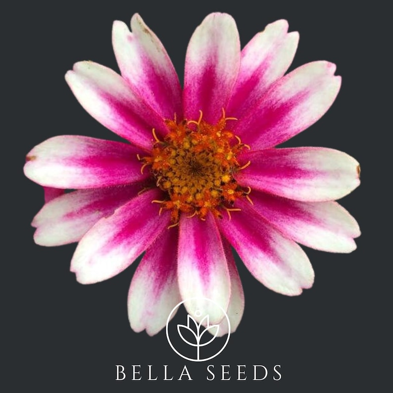 Bella Zinnia Profusion - Thumbnail 3