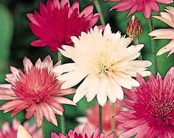 Xeranthemum - Etsy