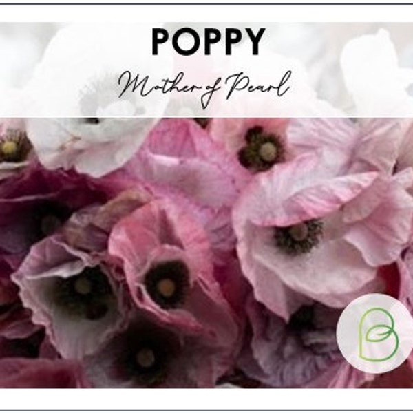 50 Mother of Pearl Poppy Seeds, Papaver rhoeas