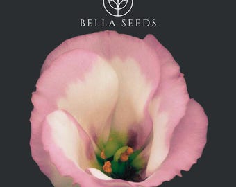 May include: A close-up of a pink and white flower with a dark background. The flower has delicate petals with a light pink hue on the edges and a creamy white center. The text "BELLA SEEDS" is displayed above the flower.
