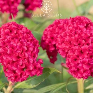 Celosia Early Rose Seeds, 25 Seeds, Cockscomb Seeds, Salmon Rose Celosia Flowers Cut Flowers Rare seeds Garden Blooms Landscaping Plants