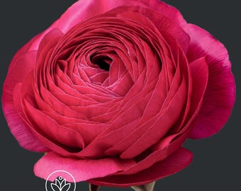 May include: A single, fully bloomed, deep pink ranunculus flower with multiple layers of petals.