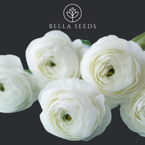 Half Clone Iceberg Ranunculus Corms, Ranunculus Corms, 10 Corms, Persian Buttercups