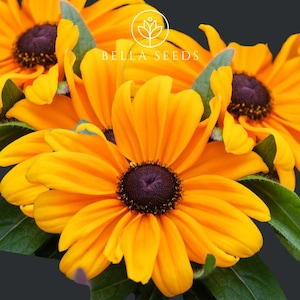 Rudbeckia Goldblitz Primed 10 Seeds, Rudbeckia Fulgida