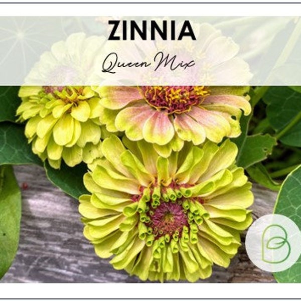 Zinnia Queen Mix 15 Seeds, Rare Seeds, Zinnia Seeds, Cut Flowers, Wedding Flowers