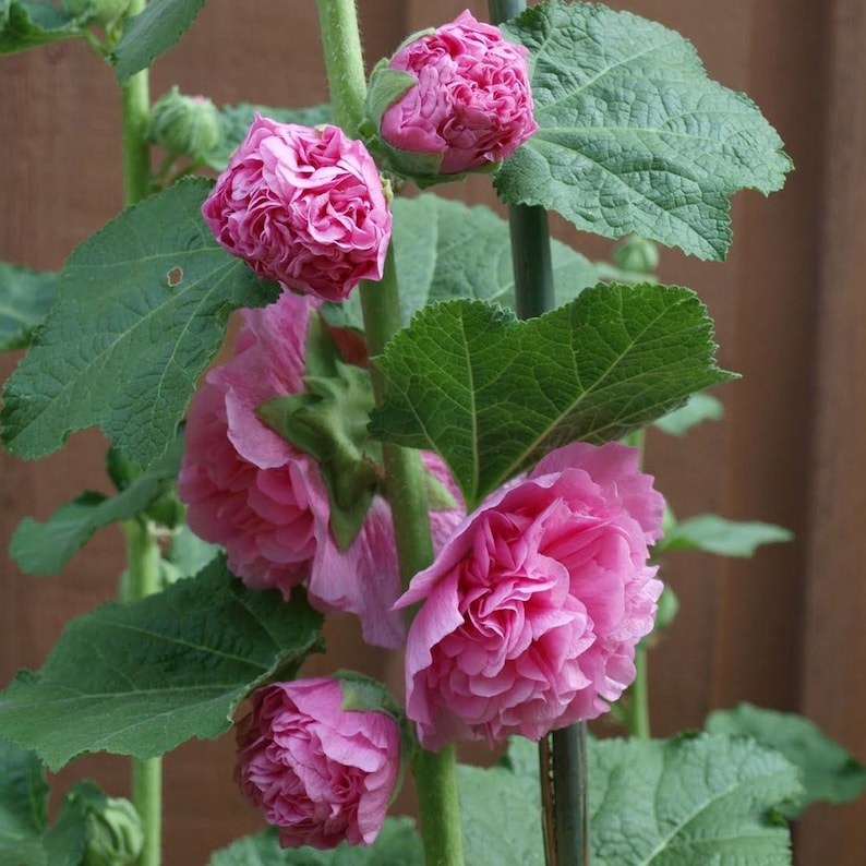 Bella Hollyhock Chaters Seeds - Thumbnail 3