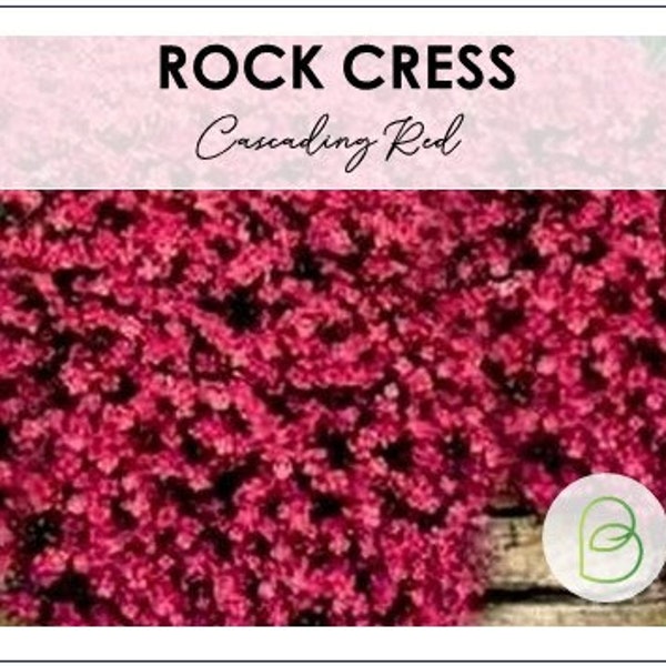 Rock Cress Cascading Red Seeds, 50 seeds, Aubrieta Hybrida Superbissima Cascade Red