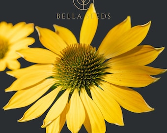 Mellow Yellows Coneflower, Echinacea 10 Seeds, Rare Seeds, Gift for Gardener, Perennial Flower seeds, Cut Flowers, Wedding Bouquet