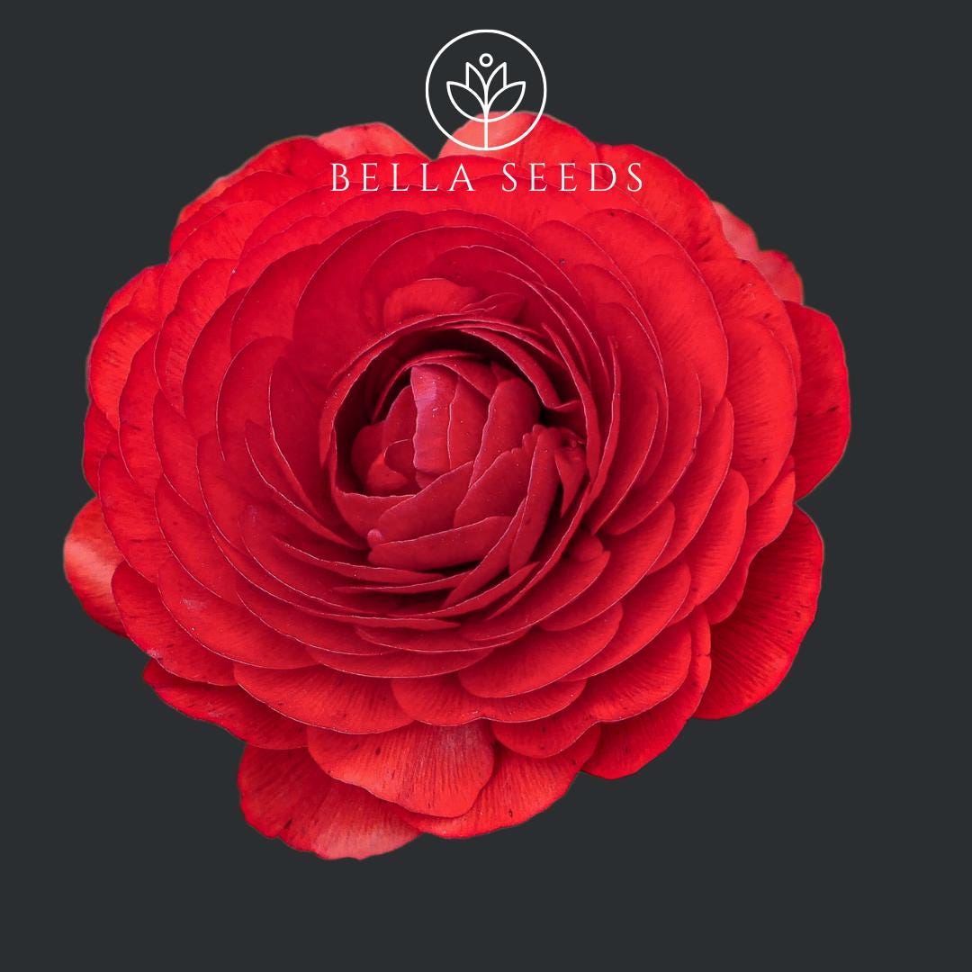 Amandine Scarlet Ranunculus Corms: Persian Buttercup Flower Bulbs - Etsy