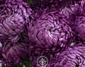 Aster Tower Violet Seeds, 50 Seeds