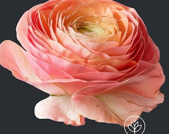 Tecolote Salmon Ranunculus Corms, 5-6 cm,Ranunculus Corms, Persian Buttercups, Flower Bulbs