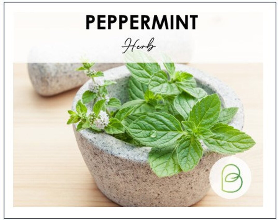 Peppermint Seeds, 200 Seeds, Heirloom Herb Seeds, Heirloom Seeds, Culinary Herb, Medicinal Herb