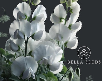 Royal White Sweet Pea Seeds,  20 seeds, Lathyrus odoratus