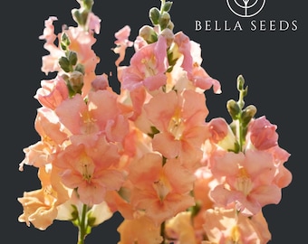 Snapdragon Chantilly Light Salmon Seeds, Rare Seeds, Cut Flower Seeds, Wedding Flowers, Snap Dragons, Annual Flowers