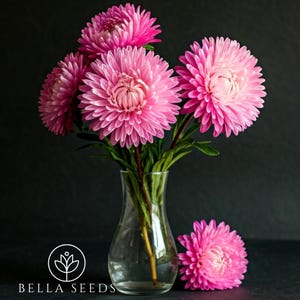 May include: A bouquet of pink aster flowers in a clear glass vase. The flowers are arranged in a vase on a black background. The flowers are in full bloom and have a delicate, feminine appearance.