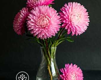 Aster Paeony Pink Seeds, Vibrant Floral Seeds, Gardening Gift, Botanical Garden, Flower Lover Gift
