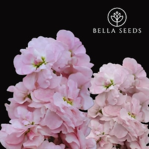 Stock Column Appleblossom 25+ seeds, Stock Matthiola
