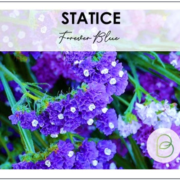 Statice Forever Blue 25+ Seeds, Rare seeds, Dried Flowers, DIY Gardening