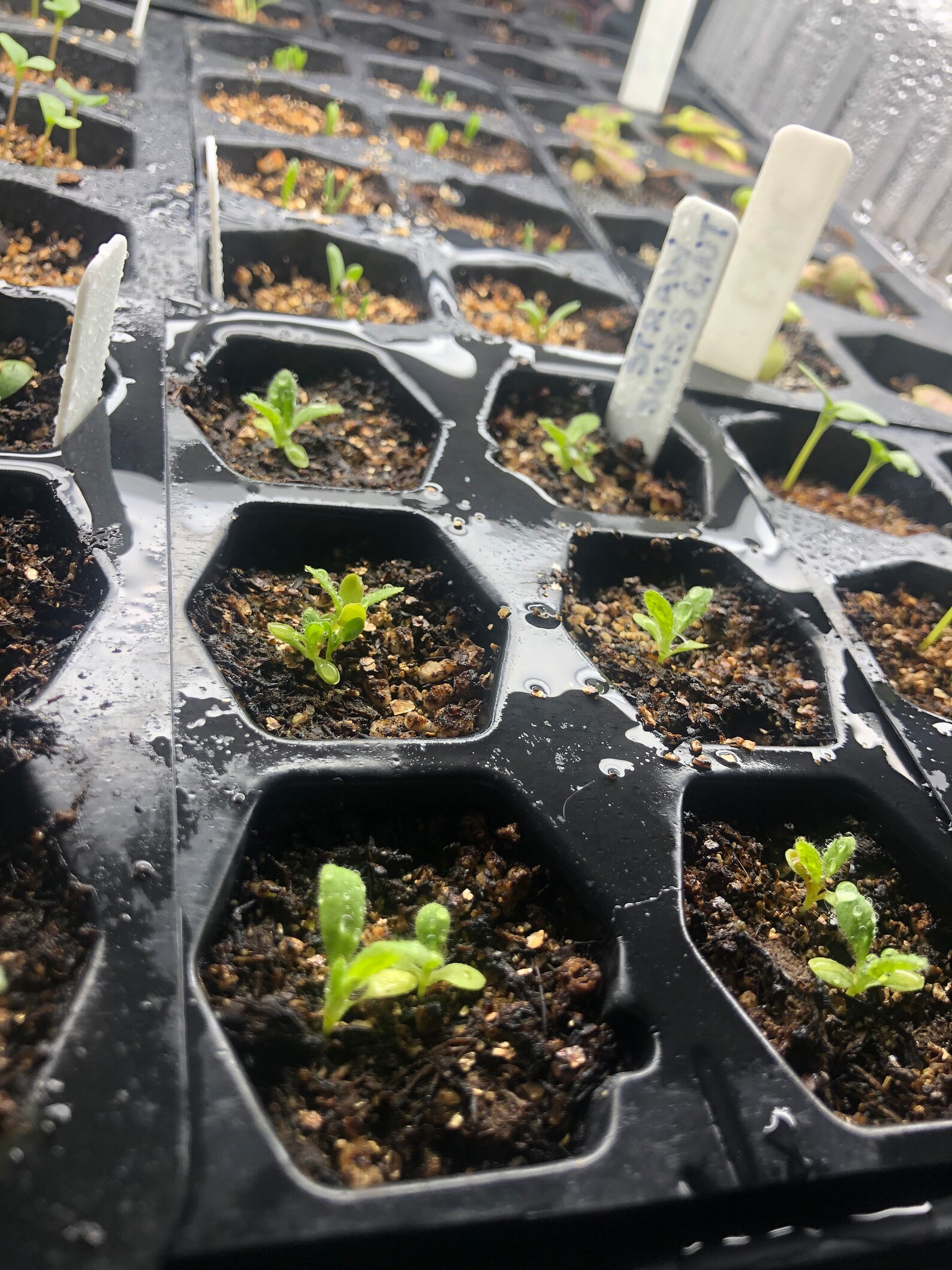 Strawflower Swiss Giant Seeds Etsy