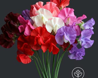 Mammoth Mix Sweet Pea Seeds, 10+ seeds, Lathyrus odoratus