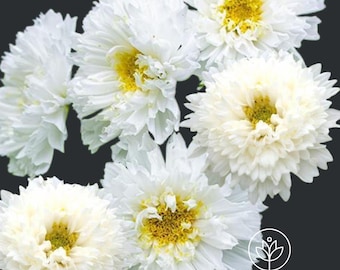 Cosmos Double Click Snow Puff Seeds - 25 Seeds, Cut Flower Seeds Pack || Vibrant Blooms for Your Garden || Gardening Gift