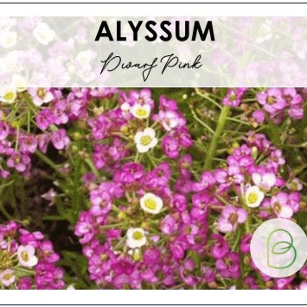 Sweet Alyssum, Dwarf Pink 500 Seeds, 0.5 g (~500 seeds), annual flower, groundcover, garden seeds, rare seeds, Flowers