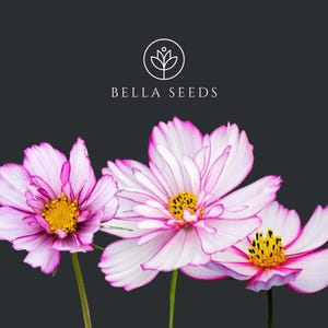 May include: Three cosmos flowers with white petals edged in pink and yellow centers are displayed against a dark gray background. The Bella Seeds logo is at the top. The flowers are in full bloom.