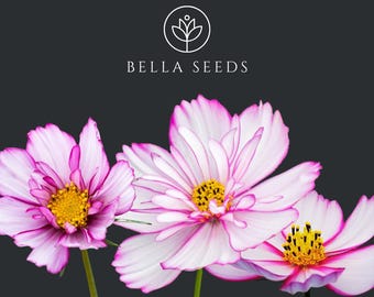 Cosmos Fizzy Rose Picotee Seeds: Pink & White Cut Flowers - Etsy