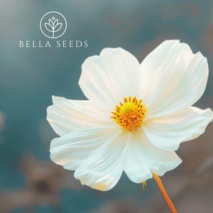 100 Cosmos Purity Seeds