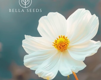 100 Cosmos Purity Seeds